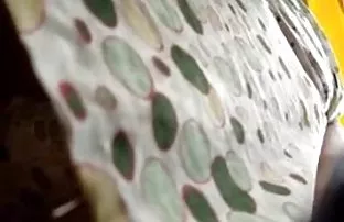 XXX پسر, فیلم کم حجم شهوانی سگ ماده, گربه, همه در و اسپرم